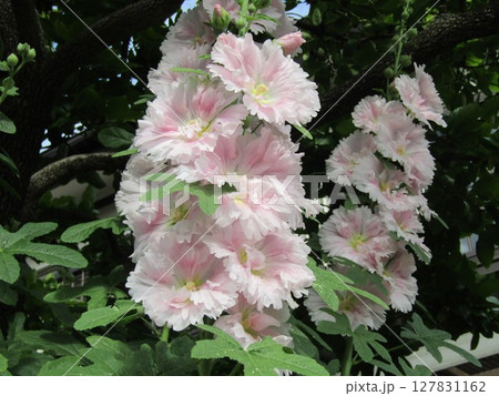 梅雨明けに天辺迄も花開くタチアオイ 梅雨明けに天辺迄も花開くタチアオイ 127831162