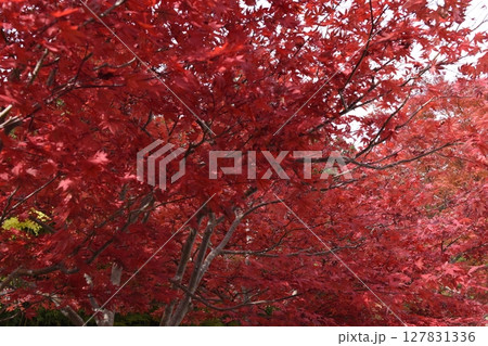 真っ赤な紅葉 127831336