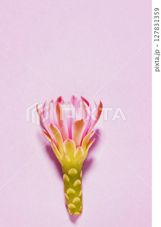 Pink flower of  chin cactus 127831359