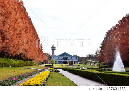 神奈川県立相模原公園のフランス式庭園とメタセコイア並木の紅葉 127831485