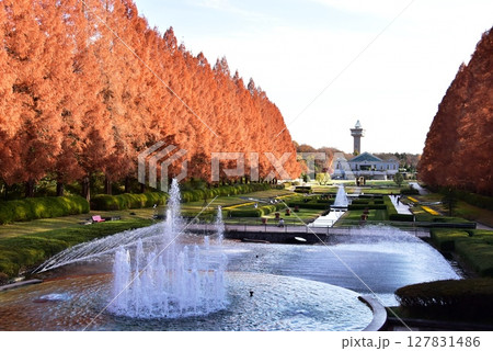 神奈川県立相模原公園のフランス式庭園とメタセコイア並木の紅葉 神奈川県立相模原公園のフランス式庭園とメタセコイア並木の紅葉 127831486