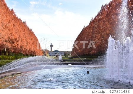 神奈川県立相模原公園のフランス式庭園とメタセコイア並木の紅葉 神奈川県立相模原公園のフランス式庭園とメタセコイア並木の紅葉 127831488