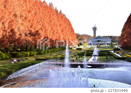 神奈川県立相模原公園のフランス式庭園とメタセコイア並木の紅葉 神奈川県立相模原公園のフランス式庭園とメタセコイア並木の紅葉 127831490
