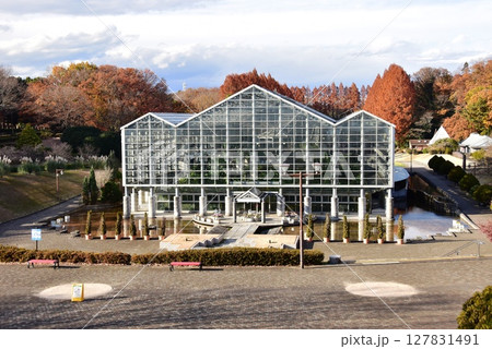 神奈川県立相模原公園の大温室とメタセコイア並木の紅葉 神奈川県立相模原公園の大温室とメタセコイア並木の紅葉 127831491