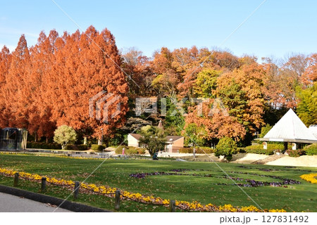 神奈川県立相模原公園メタセコイア並木の紅葉と散策路 127831492