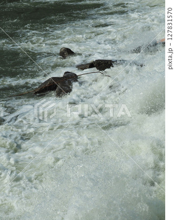 河川の氾濫・増水　溢水　越水　A river overflows 127831570