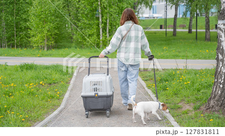 Owner walks Jack Russell Terrier and carries cage for safe travel. Owner walks Jack Russell Terrier and carries cage for safe travel. 127831811