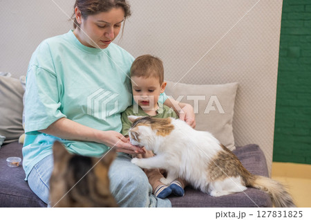 Caucasian woman with her son in a cat cafe. Caucasian woman with her son in a cat cafe. 127831825