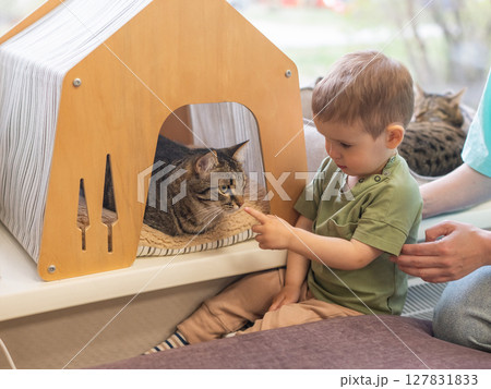 Caucasian little boy in cat cafe next to tabby cat. Caucasian little boy in cat cafe next to tabby cat. 127831833