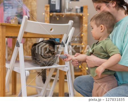 Caucasian little boy in cat cafe next to tabby cat.  127831835