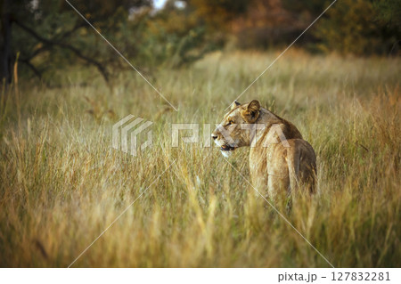 African lion in Kruger National park, South Africa African lion in Kruger National park, South Africa 127832281