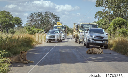 African lion in Kruger National park, South Africa 127832284