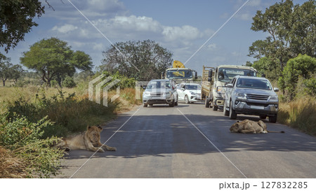 African lion in Kruger National park, South Africa 127832285