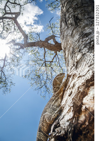 Rock monitor in Greater Kruger National park, South Africa Rock monitor in Greater Kruger National park, South Africa 127832301