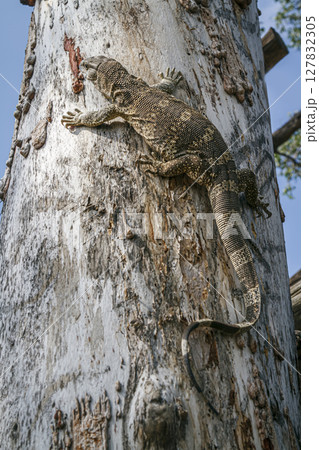 Rock monitor in Greater Kruger National park, South Africa 127832305