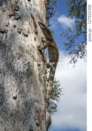 Rock monitor in Greater Kruger National park, South Africa Rock monitor in Greater Kruger National park, South Africa 127832306