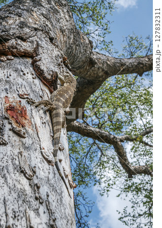 Rock monitor in Greater Kruger National park, South Africa Rock monitor in Greater Kruger National park, South Africa 127832311