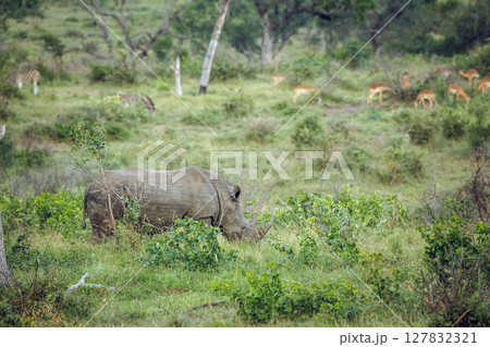 Southern white rhinoceros in Kruger National park, South Africa 127832321