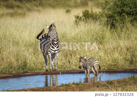 Plains zebra in Kruger National park, South Africa Plains zebra in Kruger National park, South Africa 127832328