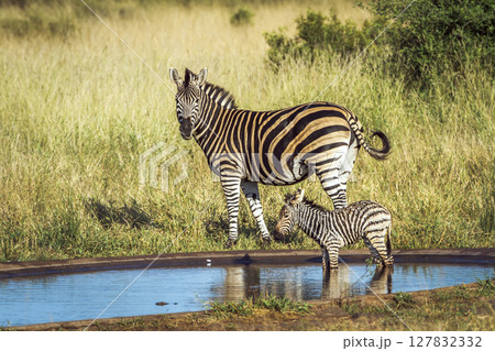 Plains zebra in Kruger National park, South Africa Plains zebra in Kruger National park, South Africa 127832332