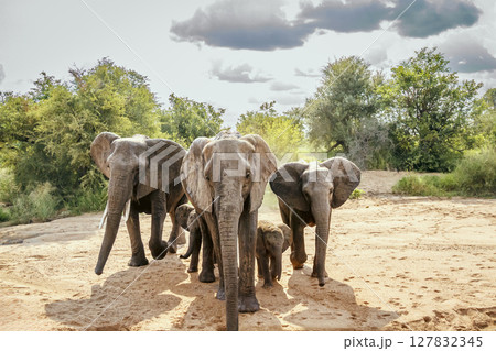African bush elephant in Greater Kruger National park, South Africa African bush elephant in Greater Kruger National park, South Africa 127832345