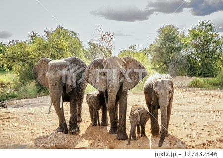 African bush elephant in Greater Kruger National park, South Africa African bush elephant in Greater Kruger National park, South Africa 127832346