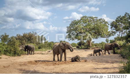 African bush elephant in Greater Kruger National park, South Africa 127832357
