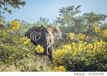 African bush elephant in Greater Kruger National park, South Africa 127832363