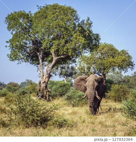 African bush elephant in Greater Kruger National park, South Africa African bush elephant in Greater Kruger National park, South Africa 127832364