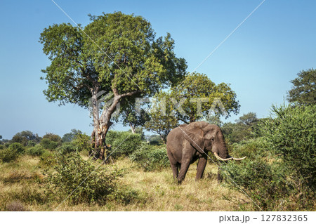 African bush elephant in Greater Kruger National park, South Africa 127832365