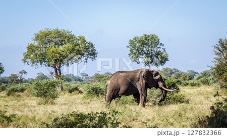African bush elephant in Greater Kruger National park, South Africa 127832366