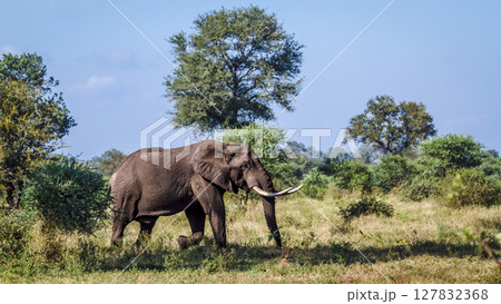 African bush elephant in Greater Kruger National park, South Africa African bush elephant in Greater Kruger National park, South Africa 127832368