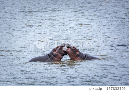 Hippopotamus in Kruger National park, South Africa Hippopotamus in Kruger National park, South Africa 127832393
