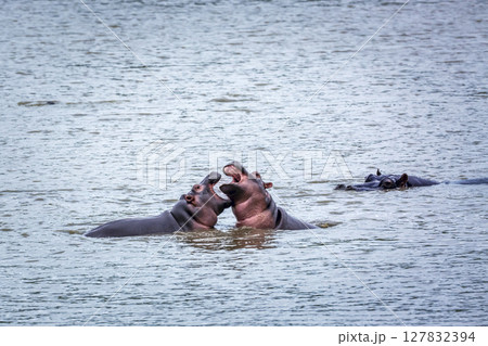 Hippopotamus in Kruger National park, South Africa 127832394