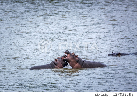 Hippopotamus in Kruger National park, South Africa Hippopotamus in Kruger National park, South Africa 127832395