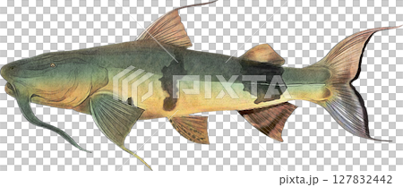 Auntie Quilch Goonsh Auntie Quilch Goonsh 127832442