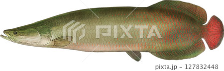 アンティー クイラスト ピラルクー アンティー クイラスト ピラルクー 127832448