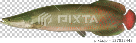 アンティー クイラスト ピラルクー アンティー クイラスト ピラルクー 127832448