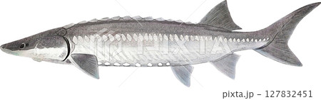 アンティー クイラスト ホワイトスタージョン アンティー クイラスト ホワイトスタージョン 127832451