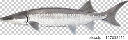 アンティー クイラスト ホワイトスタージョン アンティー クイラスト ホワイトスタージョン 127832451