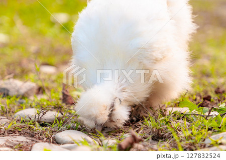 Close up view of chinese Silkie Brahma chicken feeding in grass meadow. Low angle view. Ethically Raised Chicken in Natural, Free-Range Farming 127832524