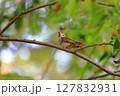 公園のスズメ 127832931