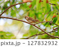 公園のスズメ 127832932