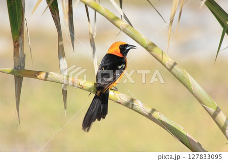 メキシコ!カリブ海とのコントラストが美しいトゥルム遺跡と光のカーテンが美しいグランセノーテ、カンクン メキシコ!カリブ海とのコントラストが美しいトゥルム遺跡と光のカーテンが美しいグランセノーテ、カンクン 127833095