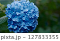 雨上がりの鎌倉の明月院の紫陽花 127833355