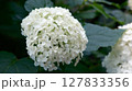 雨上がりの鎌倉の明月院の白い紫陽花 127833356
