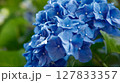 雨上がりの鎌倉の明月院の紫陽花 127833357