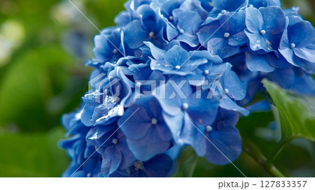 雨上がりの鎌倉の明月院の紫陽花 雨上がりの鎌倉の明月院の紫陽花 127833357