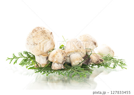 Seasonal natural champignon mushrooms on clean white background Seasonal natural champignon mushrooms on clean white background 127833455