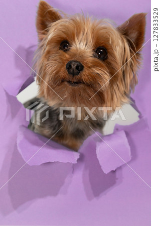 Yorkshire Terrier Peeking Through Torn Purple Paper in a Playful Moment Yorkshire Terrier Peeking Through Torn Purple Paper in a Playful Moment 127833529